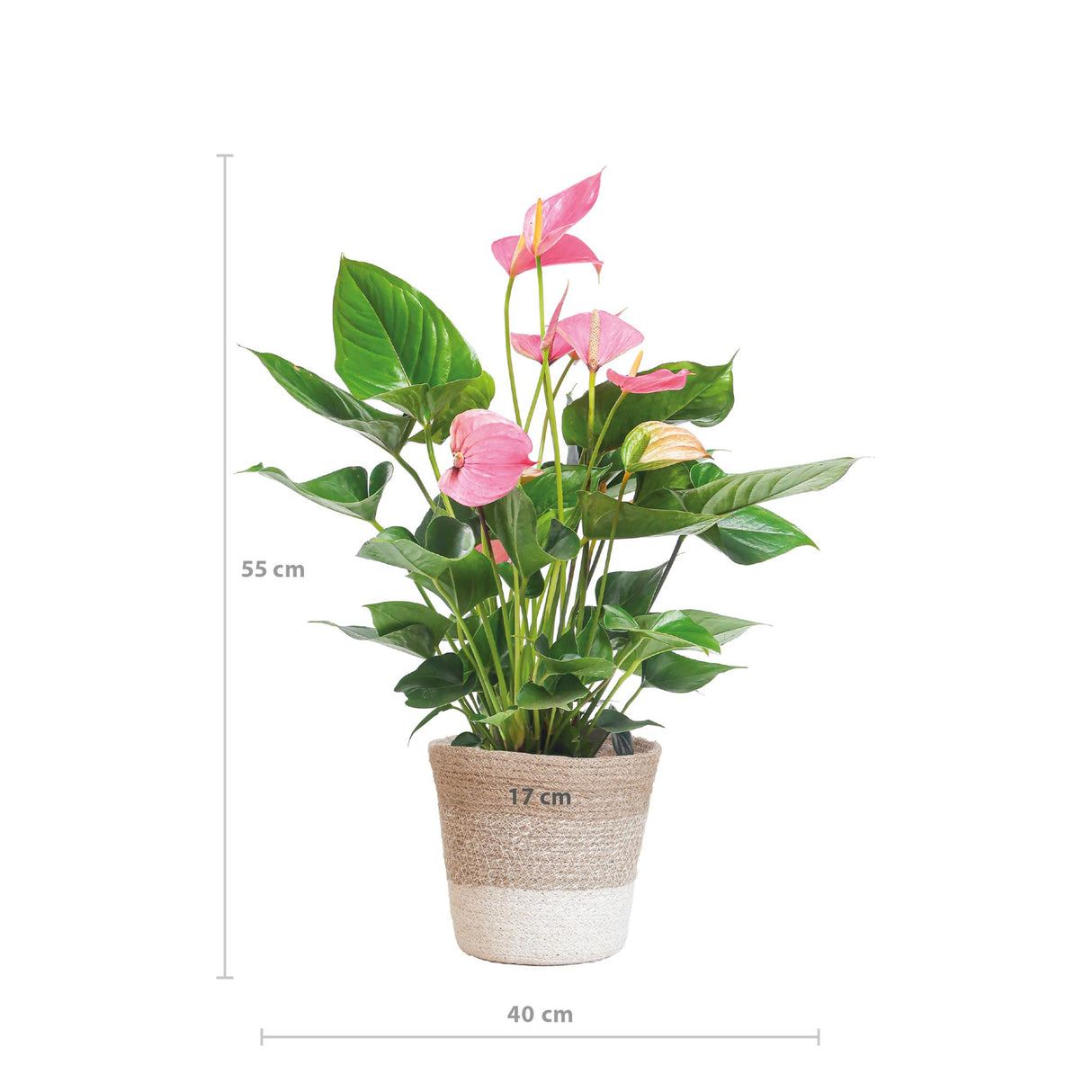 Anthurium Pink Explosion med Lissabon hvid kurv - 55cm - Ø17