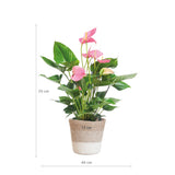 Anthurium Pink Explosion med Lissabon hvid kurv - 55cm - Ø17