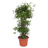 Dracaena Surculosa