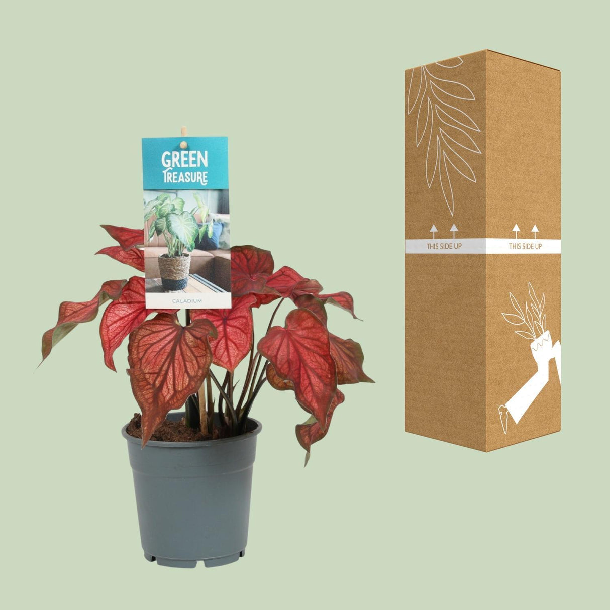 Caladium stang - Ø12cm - ↕25cm