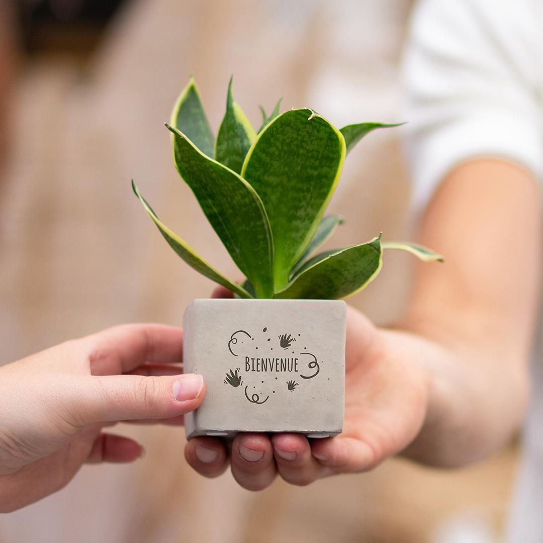 Congreetz® plantpots + Sansevieria | Bienvenue
