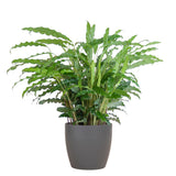 Calathea Rufibarba