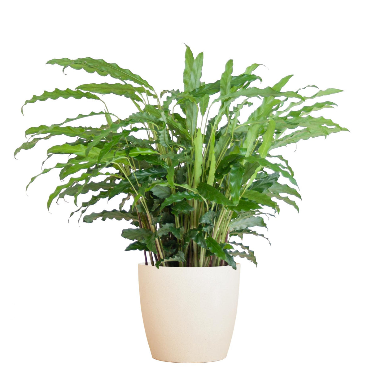 Calathea Rufibarba