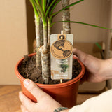 Dracaena with basket