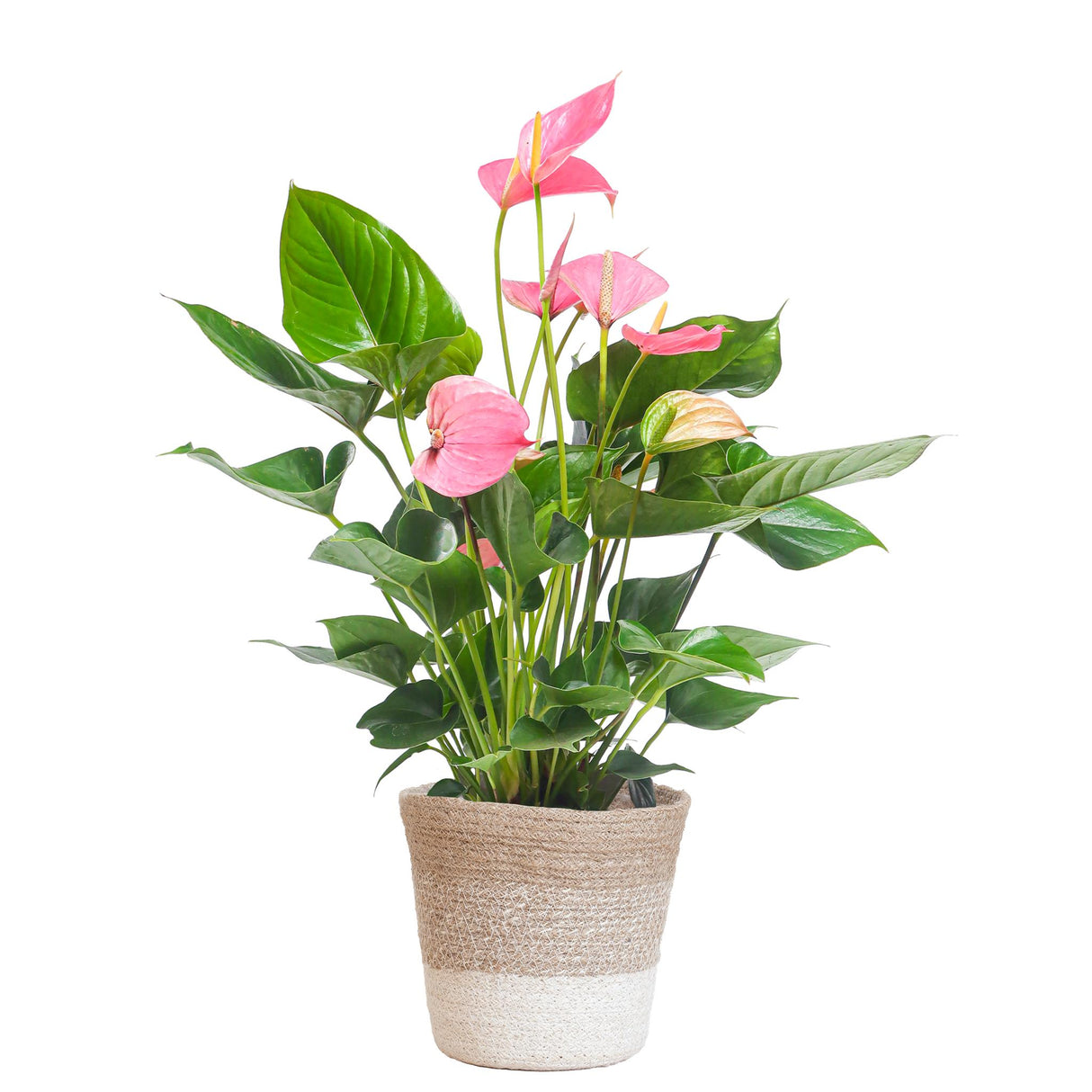 Anthurium Pink Explosion med Lissabon hvid kurv - 55cm - Ø17