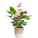 Anthurium Pink Explosion med Lissabon hvid kurv - 55cm - Ø17