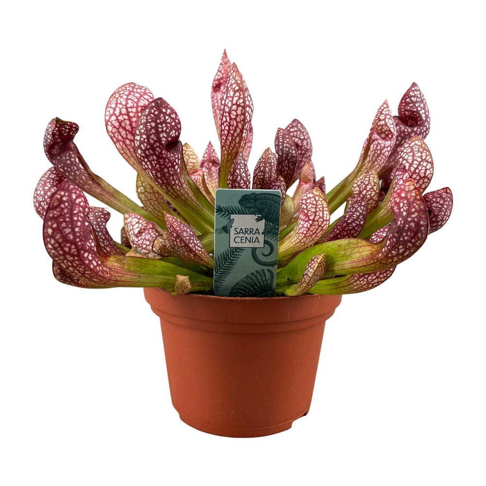 Sarracenia Scarlet Belle