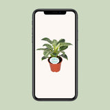 Philodendron Birkin