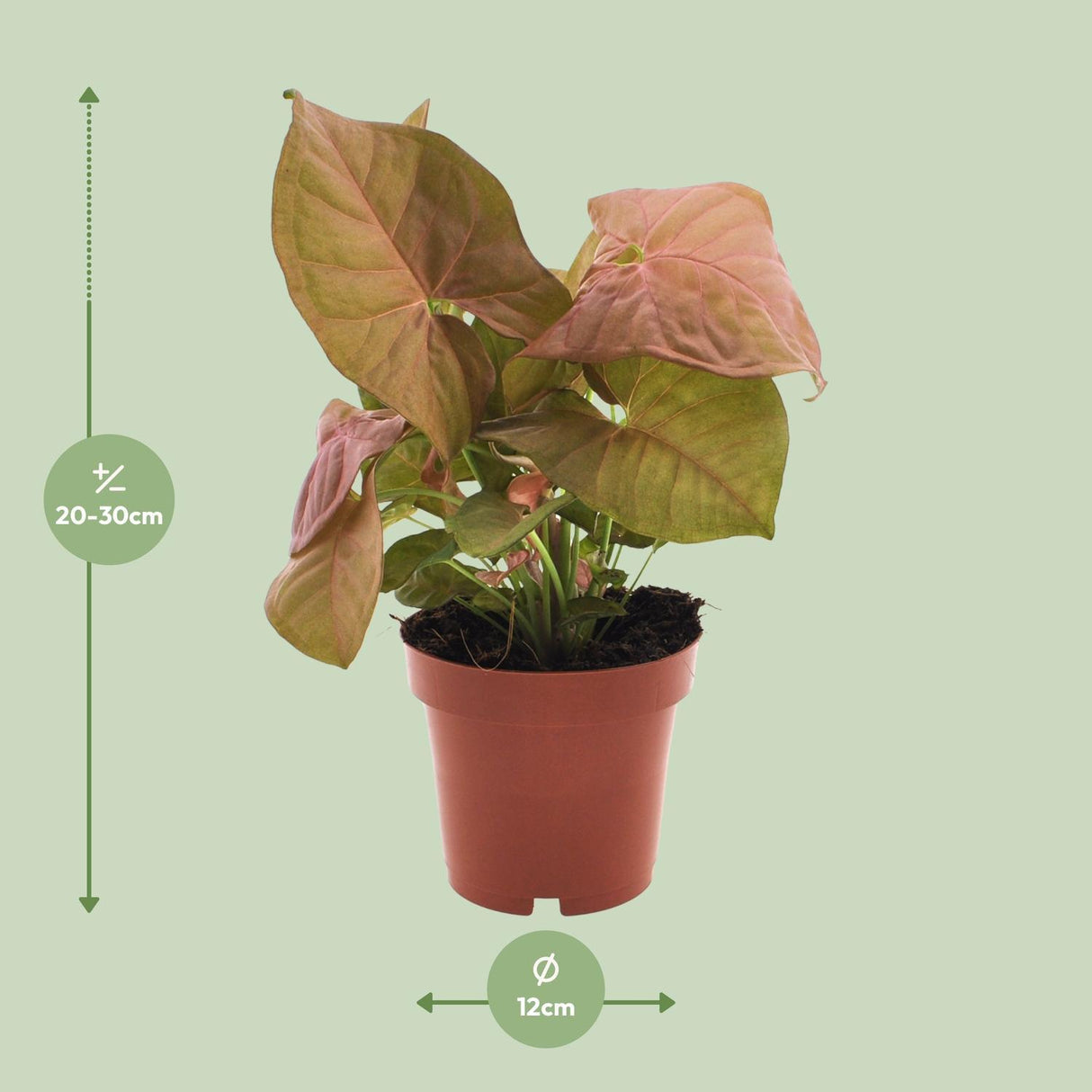 Syngonium Neon