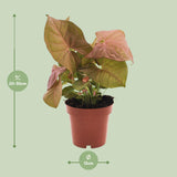 Syngonium Neon