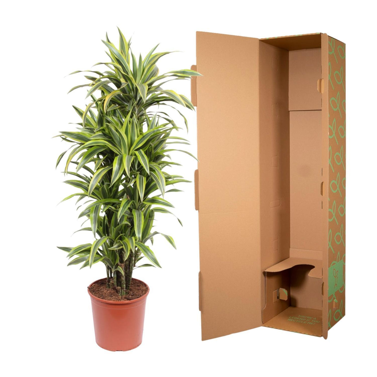 Dracaena Lemon Lime