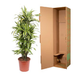 Dracaena Lemon Lime