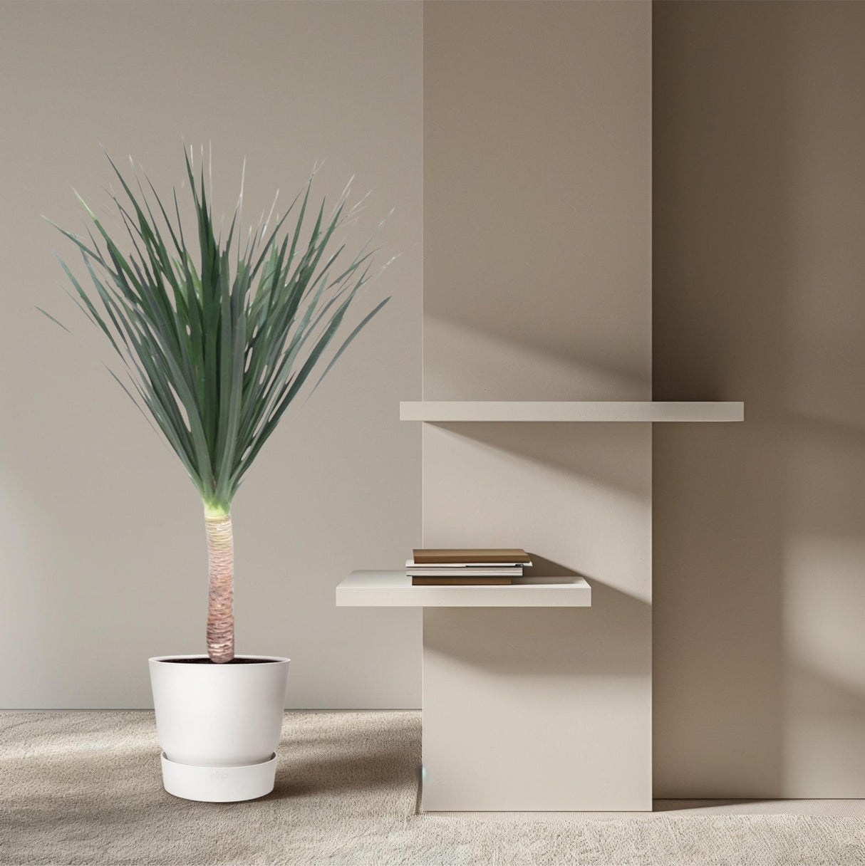 Dracaena Draco