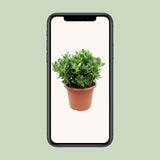 Crassula Ovata 