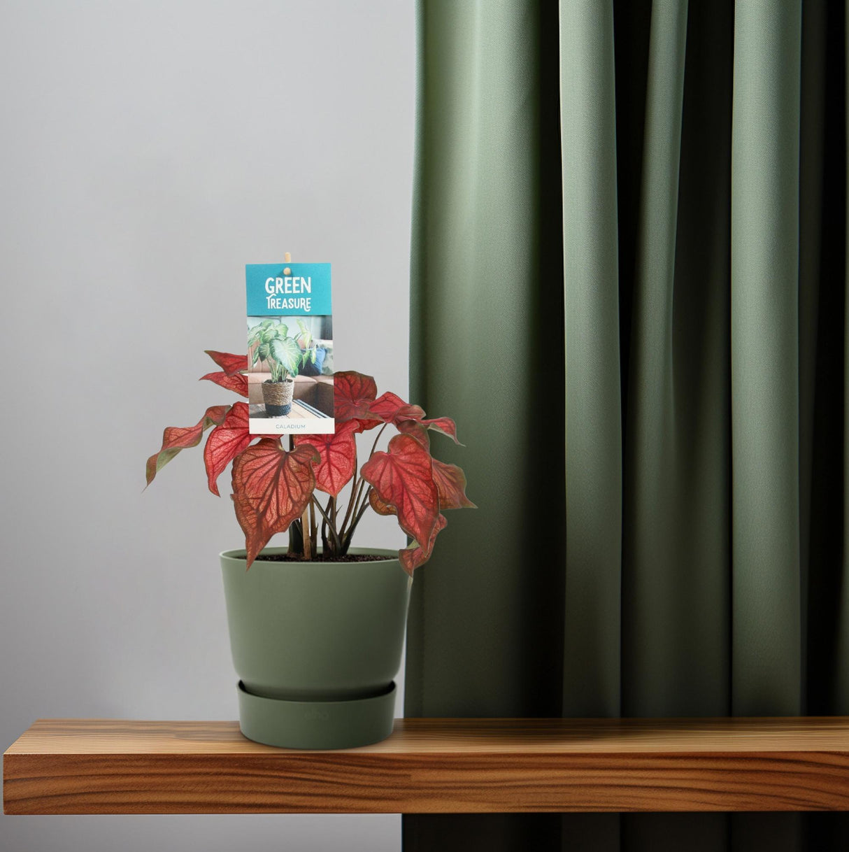 Caladium stang - Ø12cm - ↕25cm