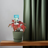 Caladium stang - Ø12cm - ↕25cm