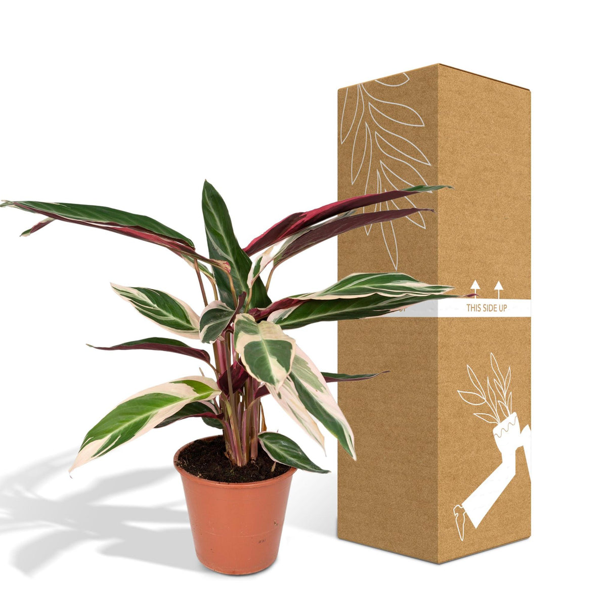 Calathea Triostar - Peacock Plant