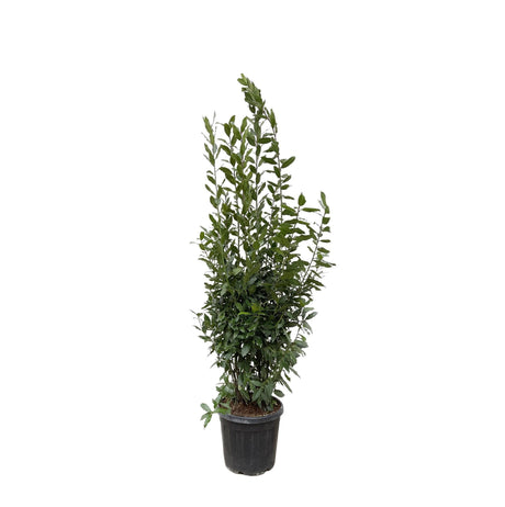 Laurus Nobilis-struik 