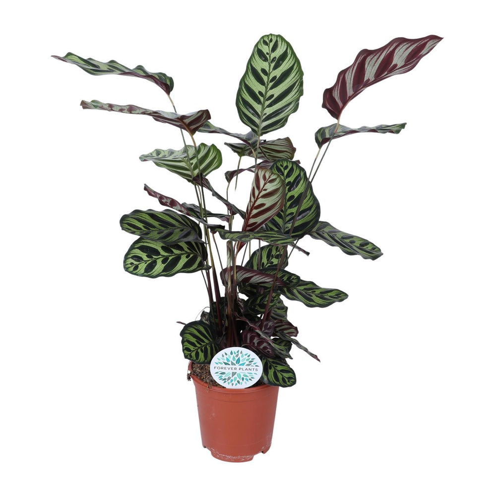 Calathea Makoyana