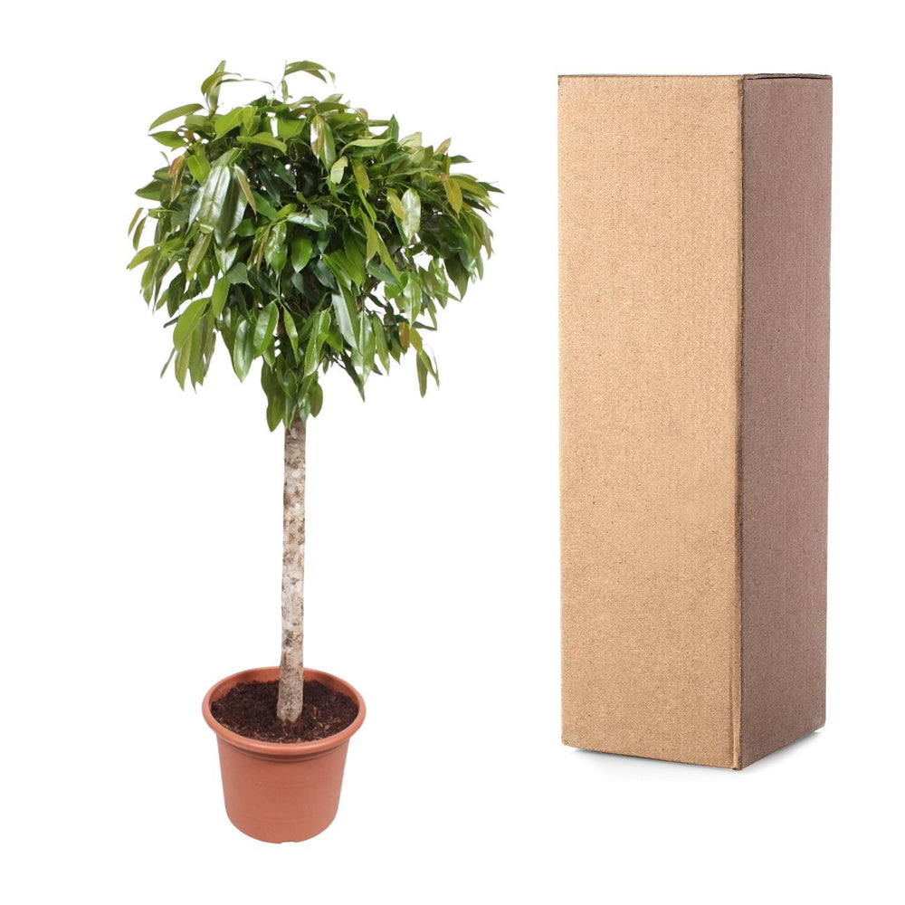 Ficus Amstel King