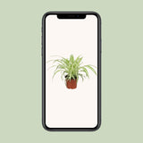 Chlorophytum - Ø12cm - ↕25cm
