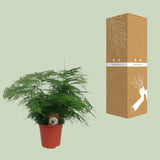 Asparagus Setaceus - Ø17cm - ↕45cm - Ø17cm - ↕45cm