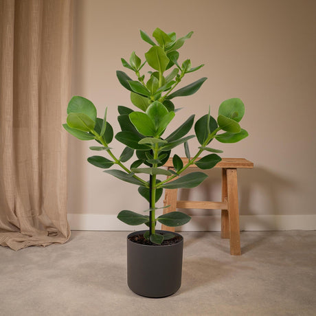 Clusia Rosea Prinsesse