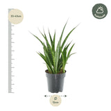 Sansevieria kirkii 'Friends'