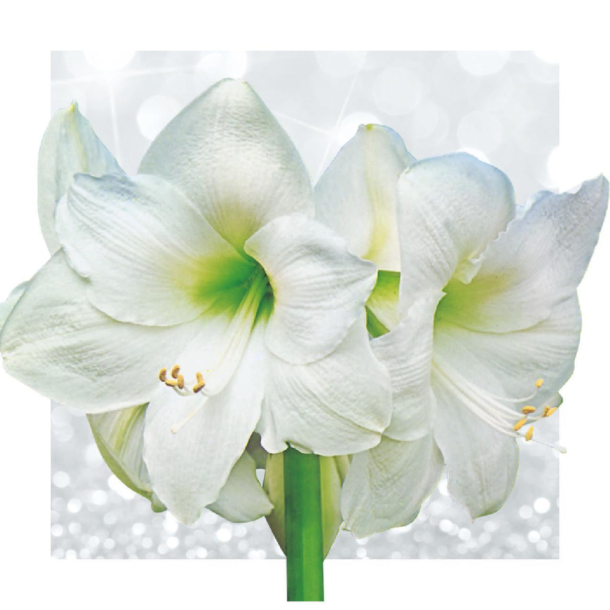 Ingen vandblomster - Hvid + Hvid blomst