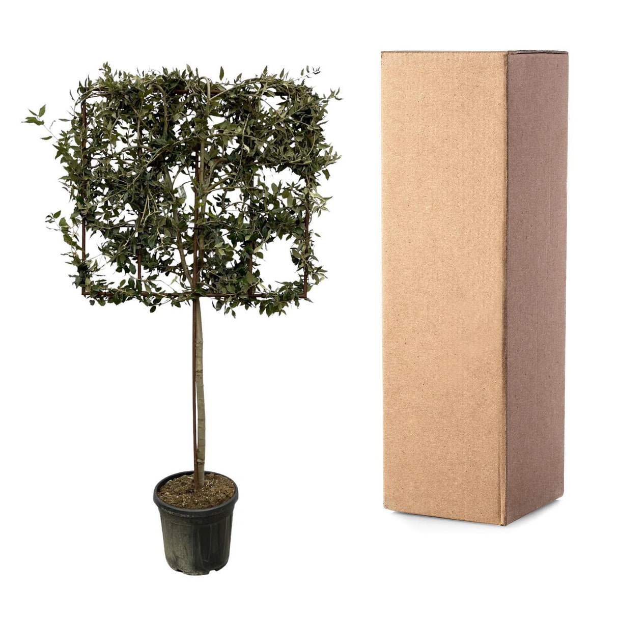 Quercus ilex træ på stativ