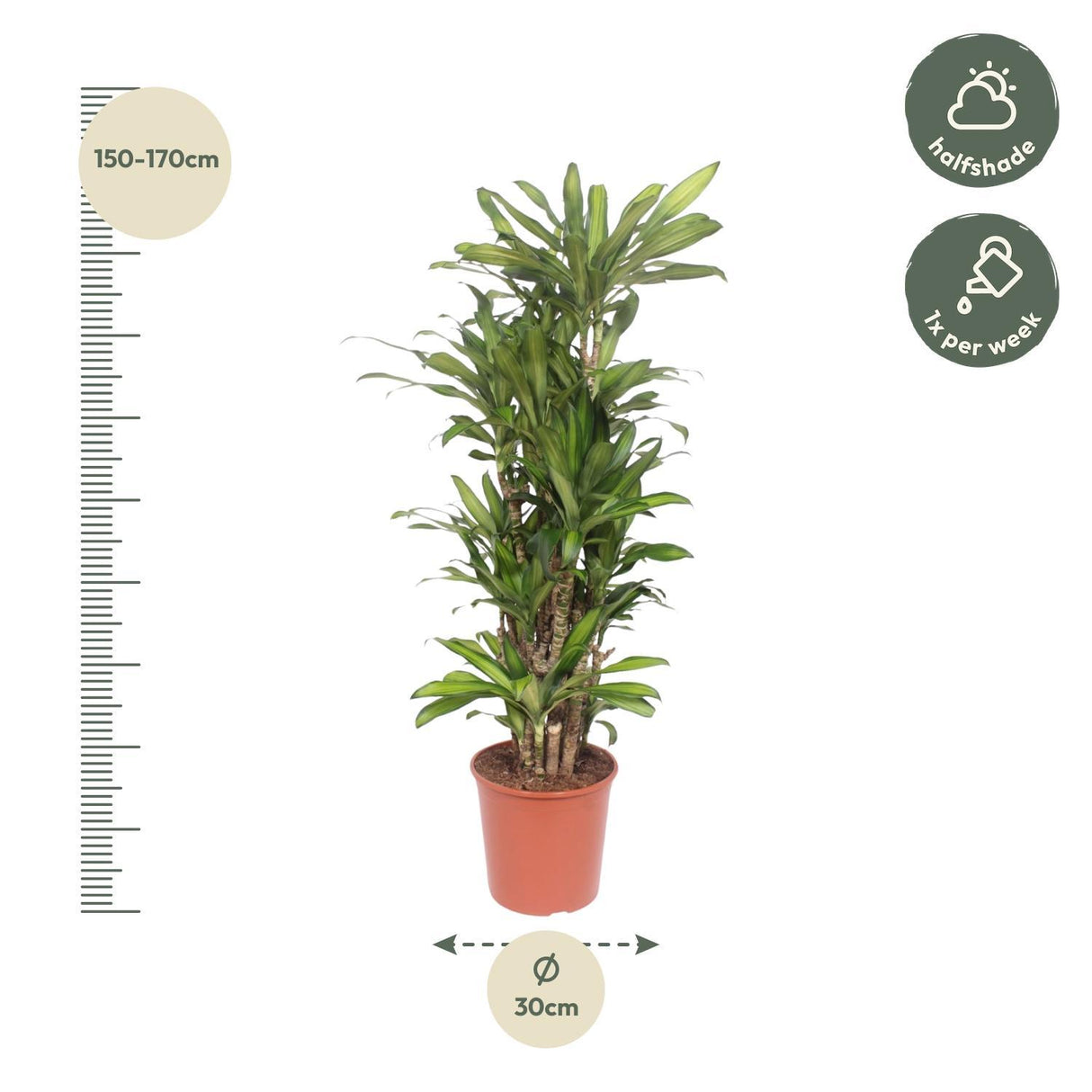 Dracaena Eve