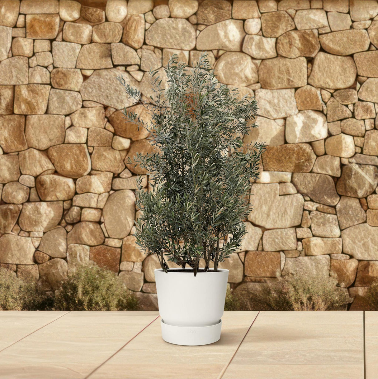 Olea Europaea Shrub