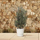 Olea Europaea Shrub