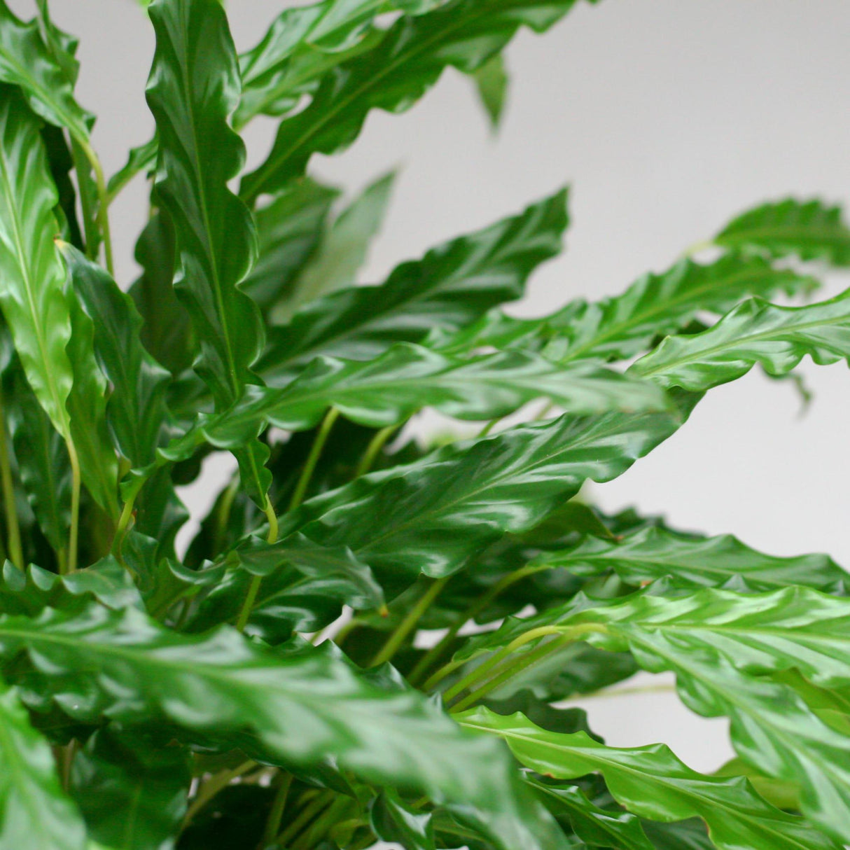 Calathea Rufibarba
