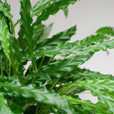 Calathea Rufibarba