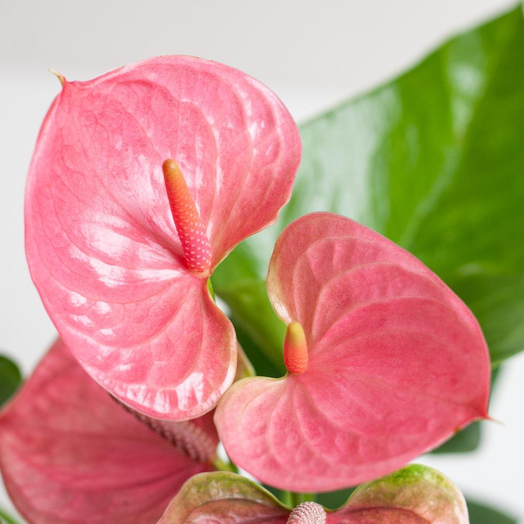 Anthurium Pink Explosion med Lissabon hvid kurv - 55cm - Ø17