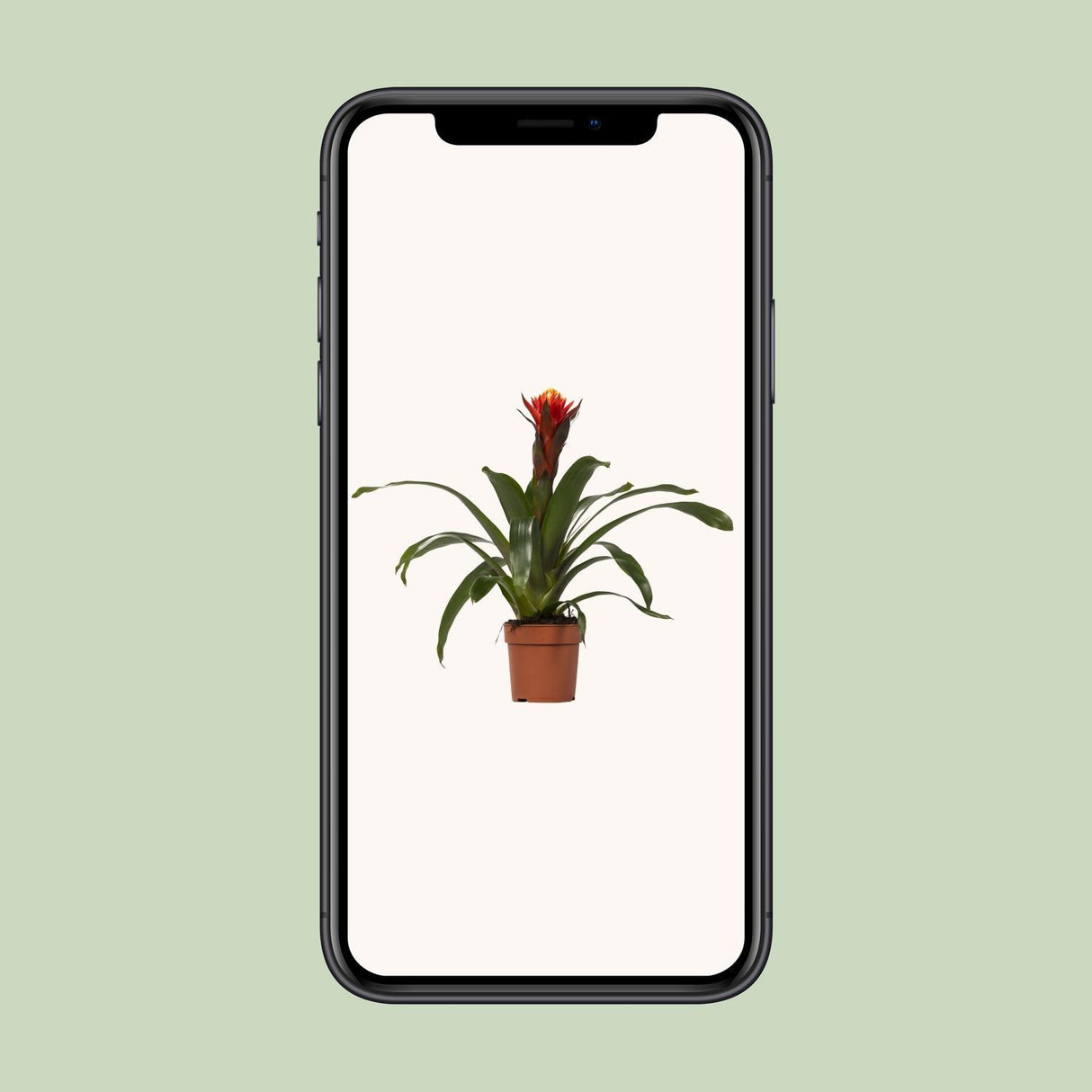 Guzmania Lykke