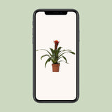 Guzmania Lykke