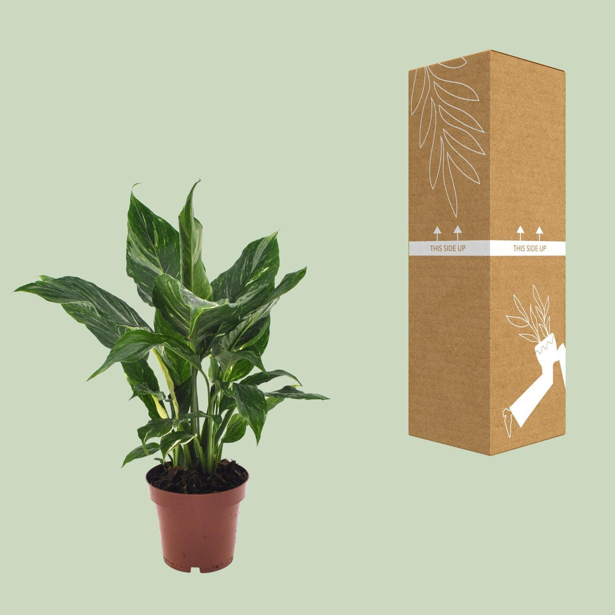 Spathiphyllum Diamond
