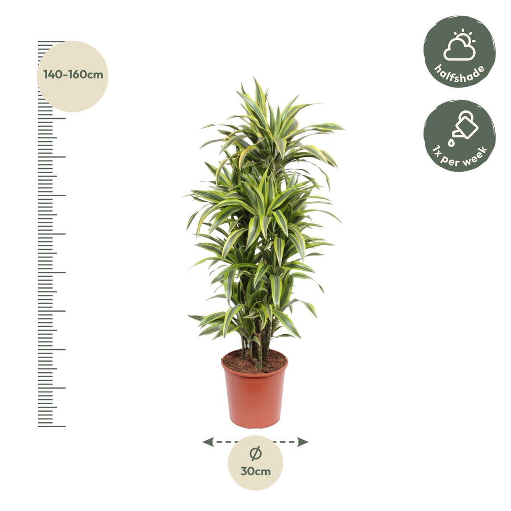 Dracaena Lemon Lime