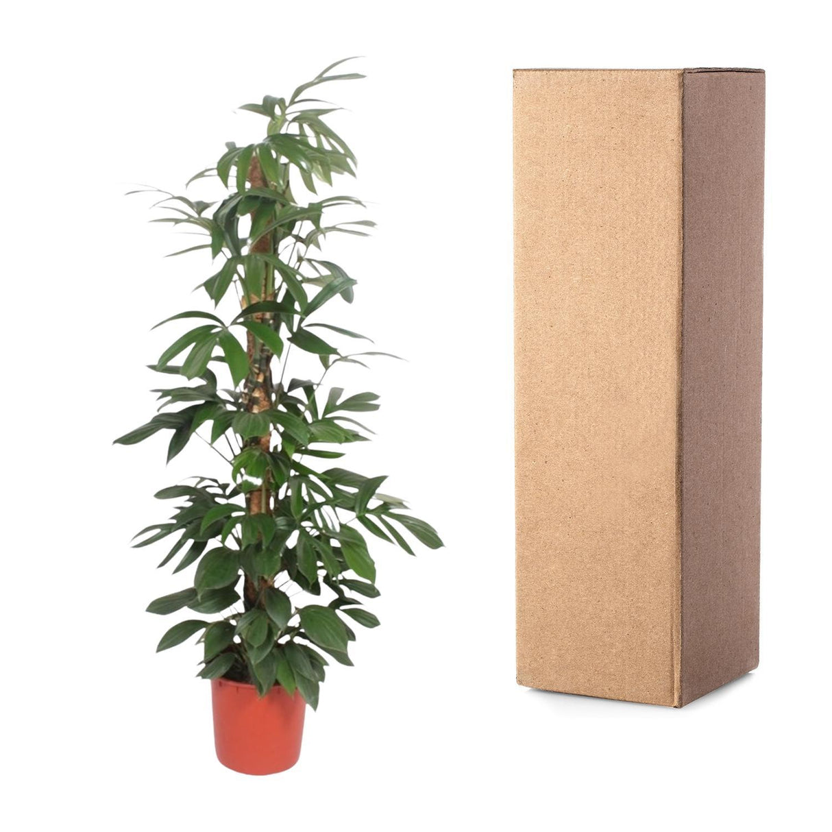 Philodendron Dragon Tail moss stick