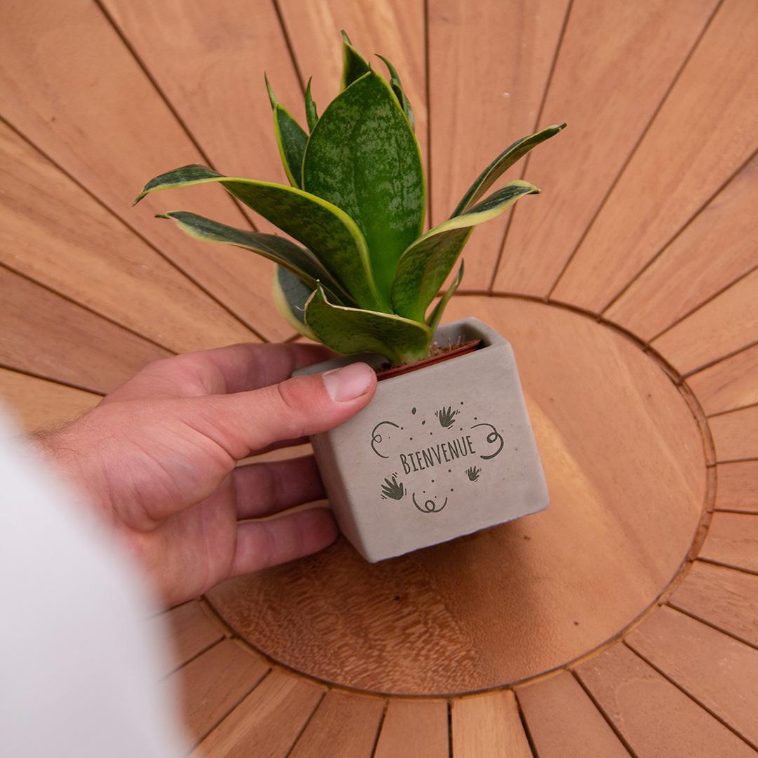 Congreetz® plantpots + Sansevieria | Bienvenue