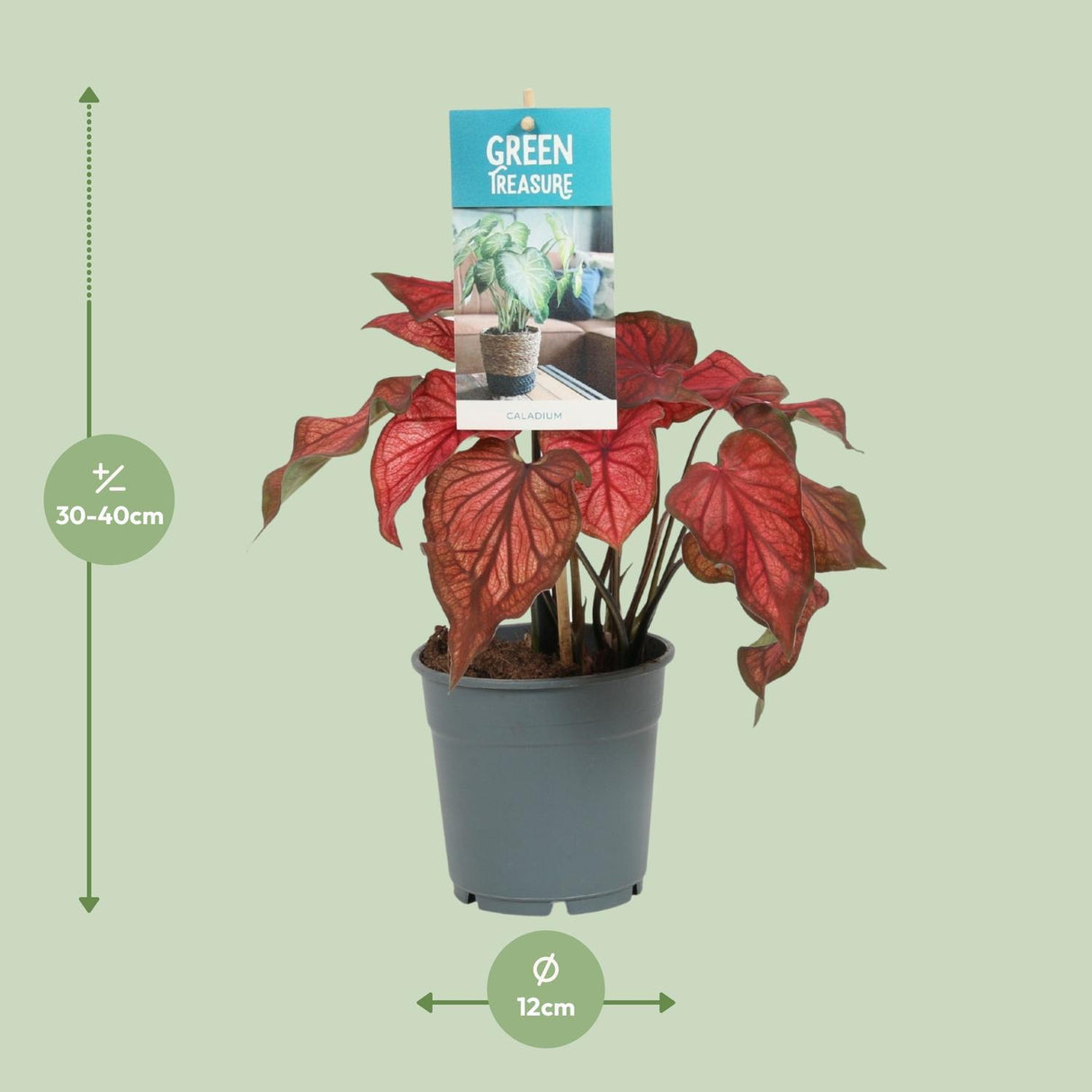Caladium stang - Ø12cm - ↕25cm