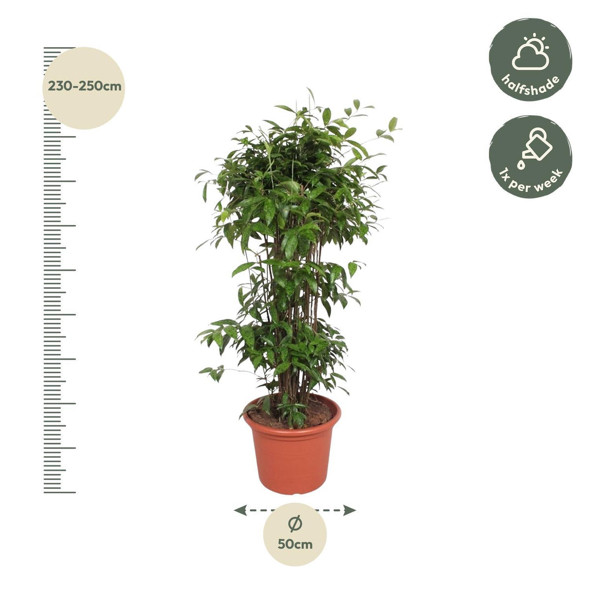 Dracaena Surculosa
