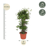 Dracaena Surculosa